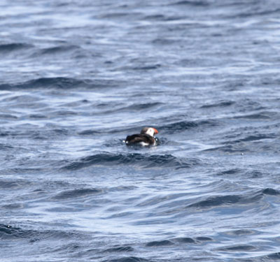 puffin afloat