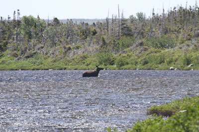 Moose crossing Western Brook
        Pond