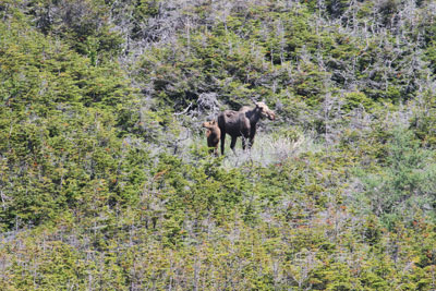 Moose cow
        and calf