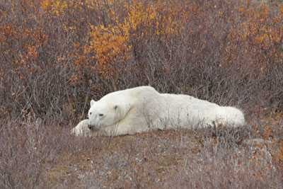 Poler Bear lieing on
        ground
