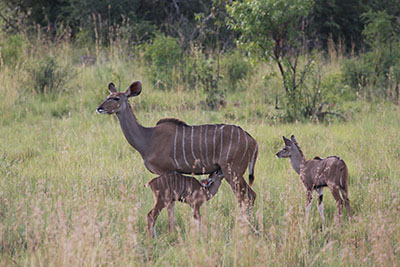 Mother Kudu nursing