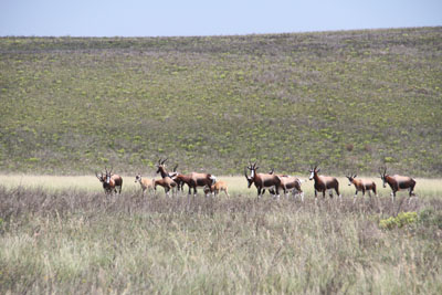 Herd of Bontebok