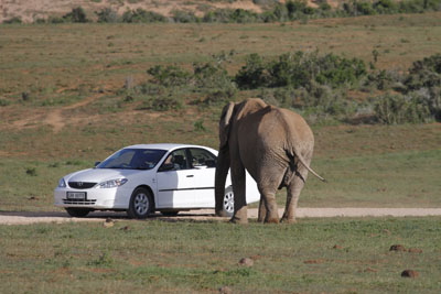elephant & car