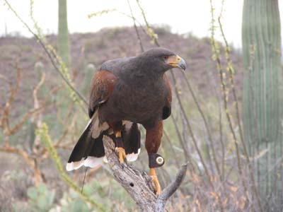 Harris Hawk