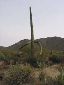 saguro cactus