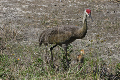 Adult Sand Hill
        Crane and chick