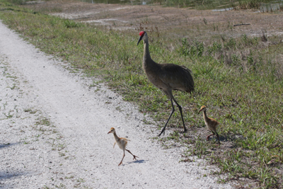 second chick runs across the trail