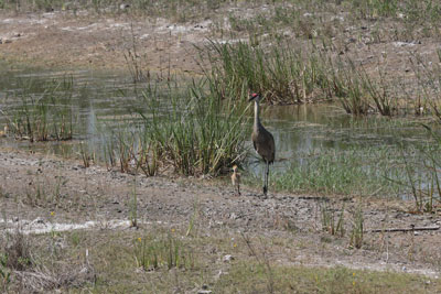 Sand Hill Crane with two
        chicks