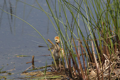 Sand hill crane cast out chick