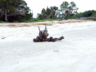 Dead stump on the beach