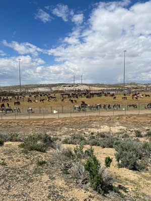 Wild Horses in BLM Coral