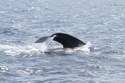 whale fins