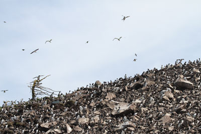 Birds on rock