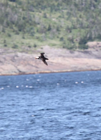 puffin in flight