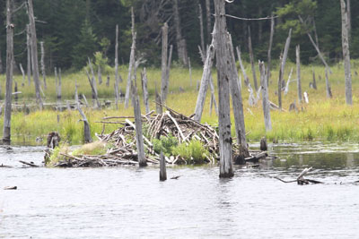 Beaver Lodge?