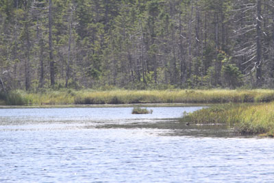 Cariboo Pond