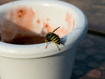 Bee eating Jelly