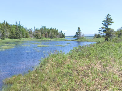 Codroy Valley
                  Wetlands