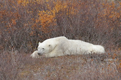 Poler Bear lieing on ground