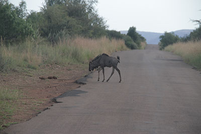 wildebeast crossing road