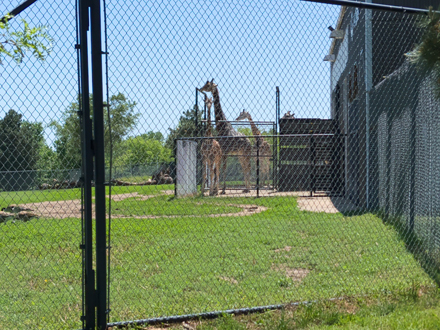 Girafes at zoo