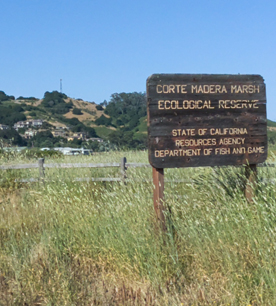 Corte Medera
        Wetland