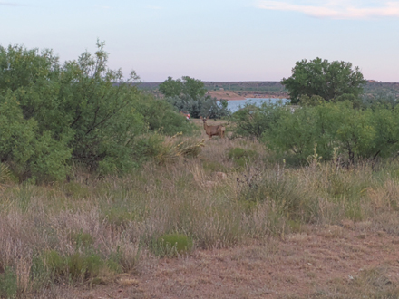 Deer in
        Ue Lake SP, Logan ,NM