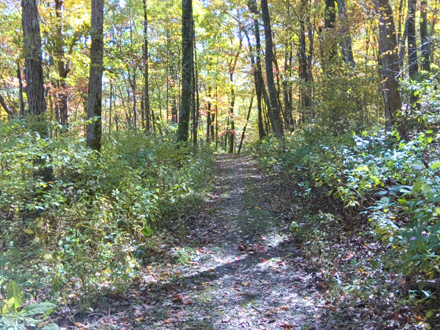 Pocosin Trail