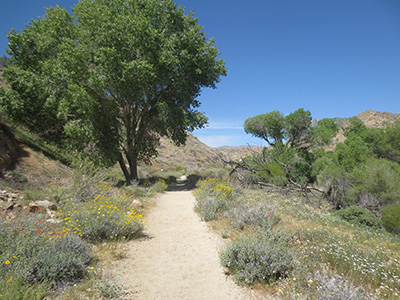 canyon trail