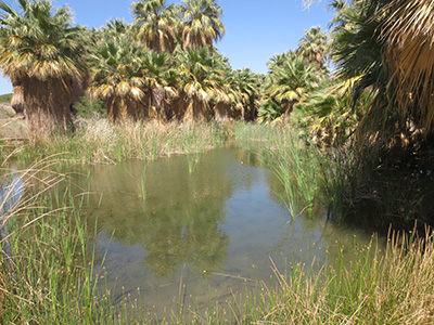 desert Pond