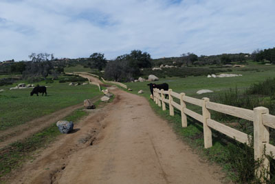 Cows on the
          path