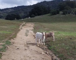 cows on path