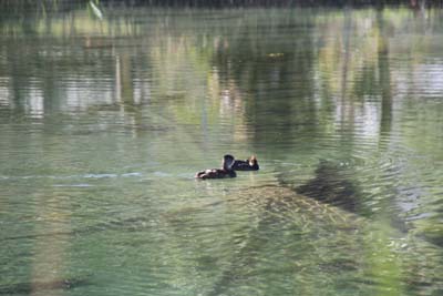 ducks in Shoshone pup fish pondpond