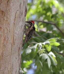 Woodpecker