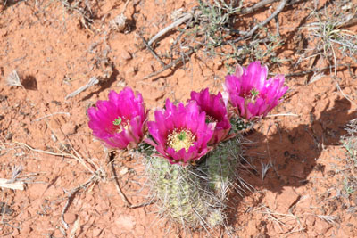 desert flowers