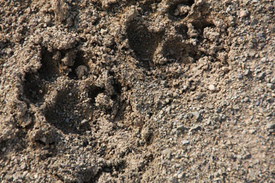 animal tracks