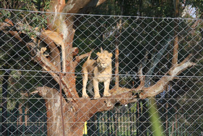 lion in tree