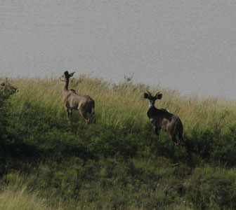 duiker