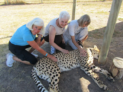 Petting a Cheetah