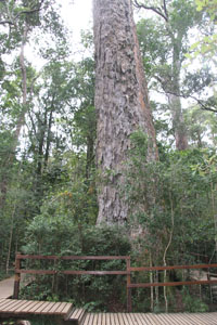 Big Tree