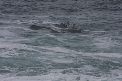 Dolphins