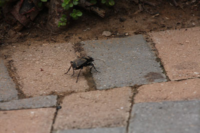 Bung Beetle