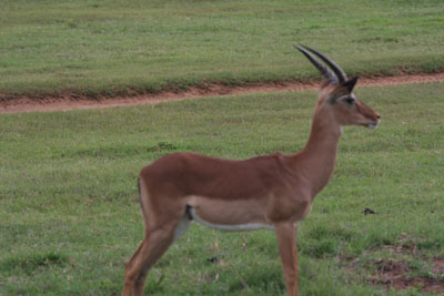 Impala