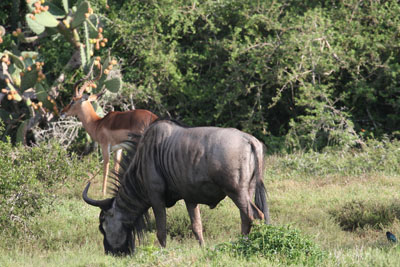 impala and wildebeest