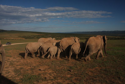 elephants