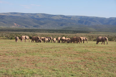 herd of elephants