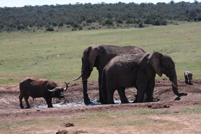 little water hole