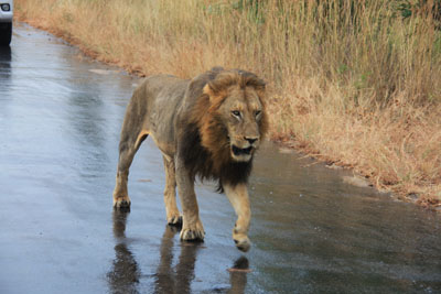:ion in Kruger NP
