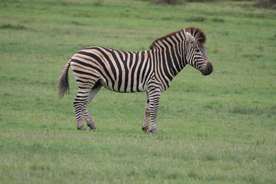 Zebra