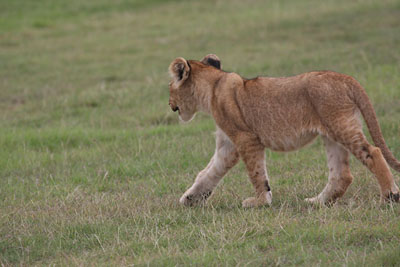 Lion Cub